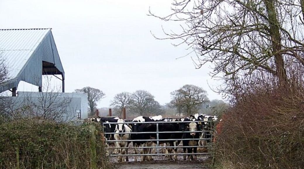 Cattle at the gate, Middlemarsh A herd of cattle wait at the gate of these farm buildings.
