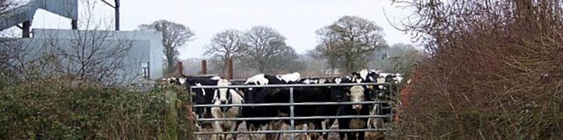 Cattle at the gate, Middlemarsh A herd of cattle wait at the gate of these farm buildings.