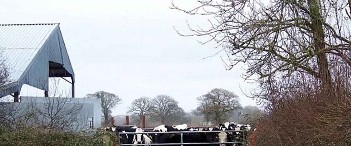A rural path leading to a metal gate with cows behind it.