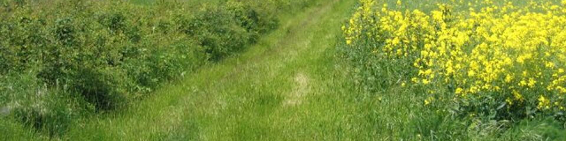 Permissive footpath, Landbeach, Cambs. between Akeman Street Roman Road and Rectory Farm; one of the newly created conservation walks for the enjoyment of hedgerows and field grass margins that are being sympathetically managed to provide habitats for wildlife. See defra http://countrywalks.defra.gov.uk/DisplayImage.aspx?Type=Mapboard&IFN=051560010.pdf