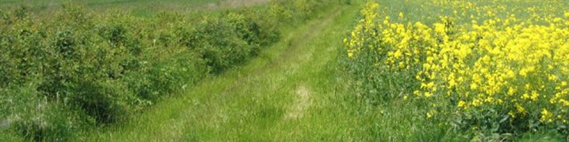 Permissive footpath, Landbeach, Cambs. between Akeman Street Roman Road and Rectory Farm; one of the newly created conservation walks for the enjoyment of hedgerows and field grass margins that are being sympathetically managed to provide habitats for wildlife. See defra http://countrywalks.defra.gov.uk/DisplayImage.aspx?Type=Mapboard&IFN=051560010.pdf