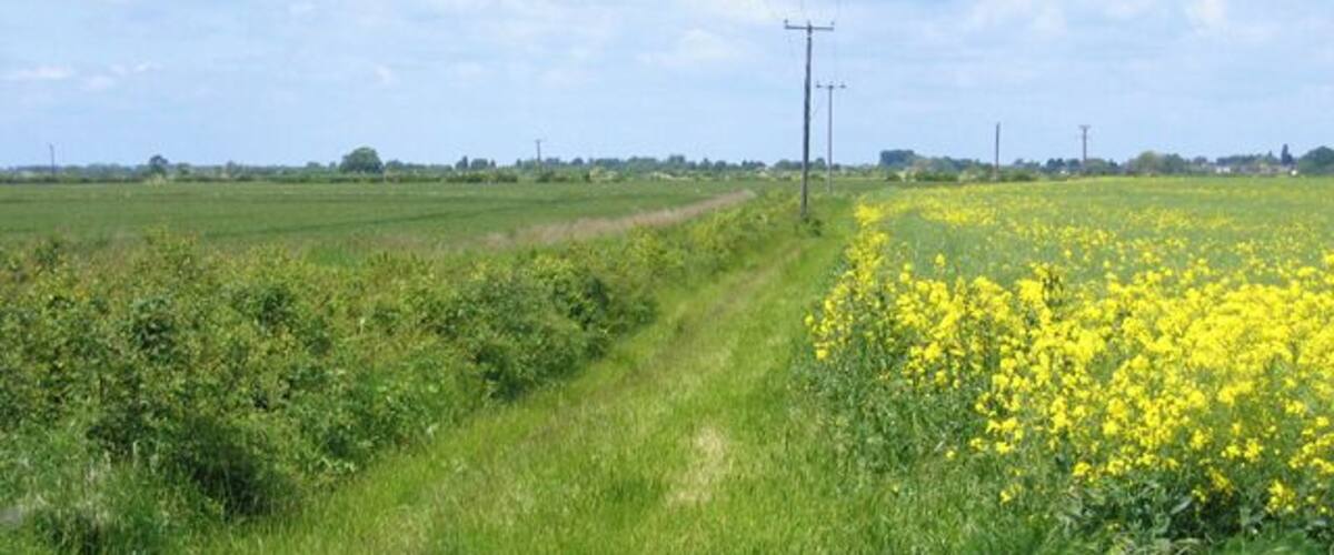 A rural landscape with a grassy path, yellow flowers, and power lines.