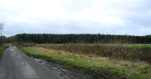 Hillhead Plantation. Looking west along the road to Heugh.