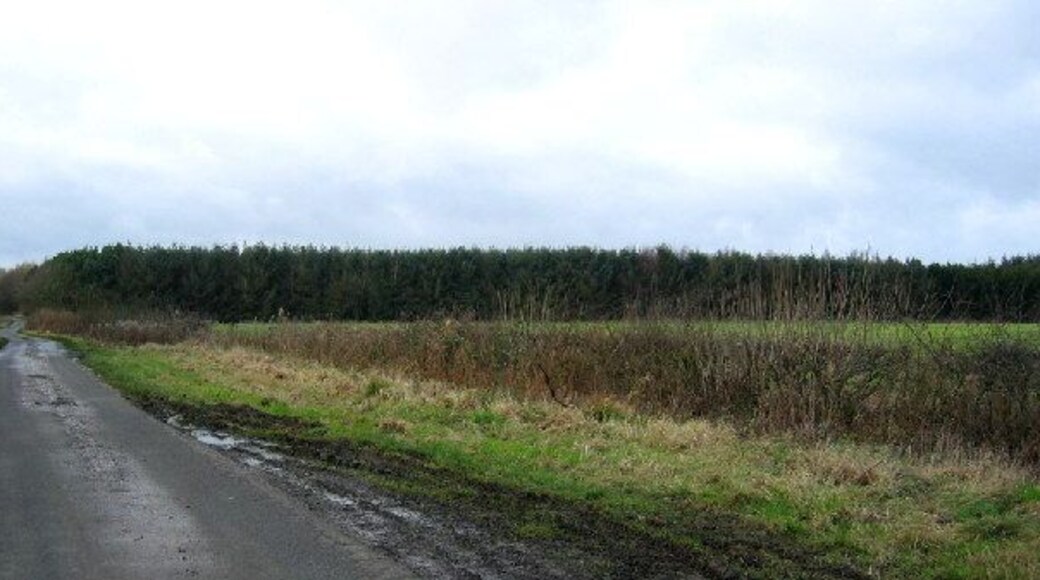 Hillhead Plantation. Looking west along the road to Heugh.