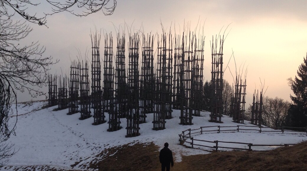 Vegetal cathedral during winter 2017