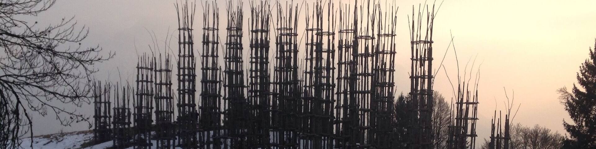 Vegetal cathedral during winter 2017