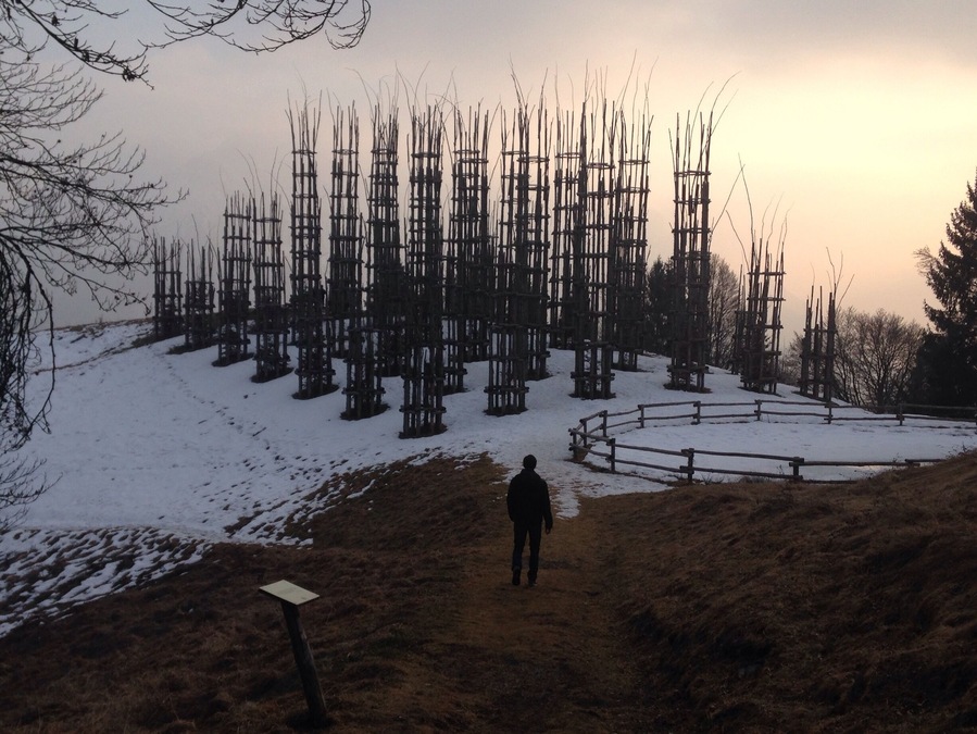 Vegetal cathedral during winter 2017
