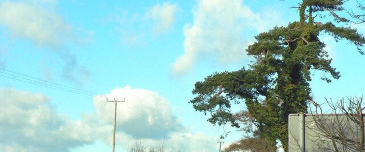 A rural road with a warning sign, a tree, and a utility pole.
