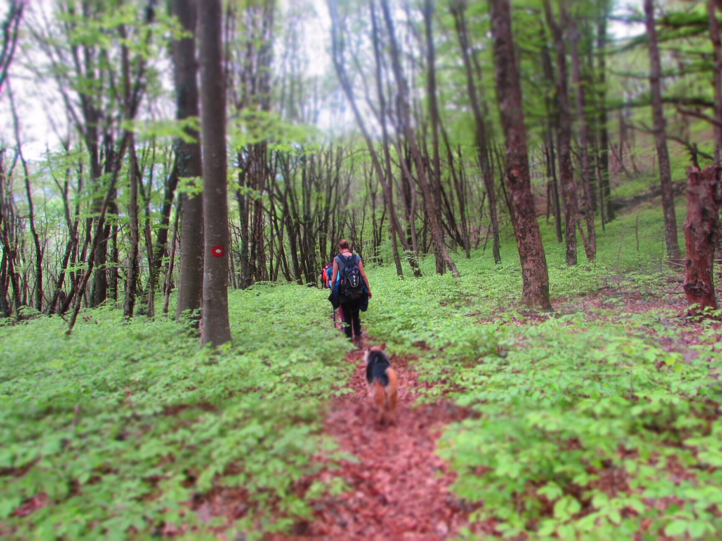 Hike to Zlijeb, Cvrsnica Mountain in Bosnia and Herzegovina 