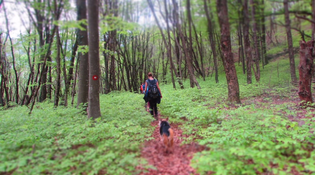 Hike to Zlijeb, Cvrsnica Mountain in Bosnia and Herzegovina