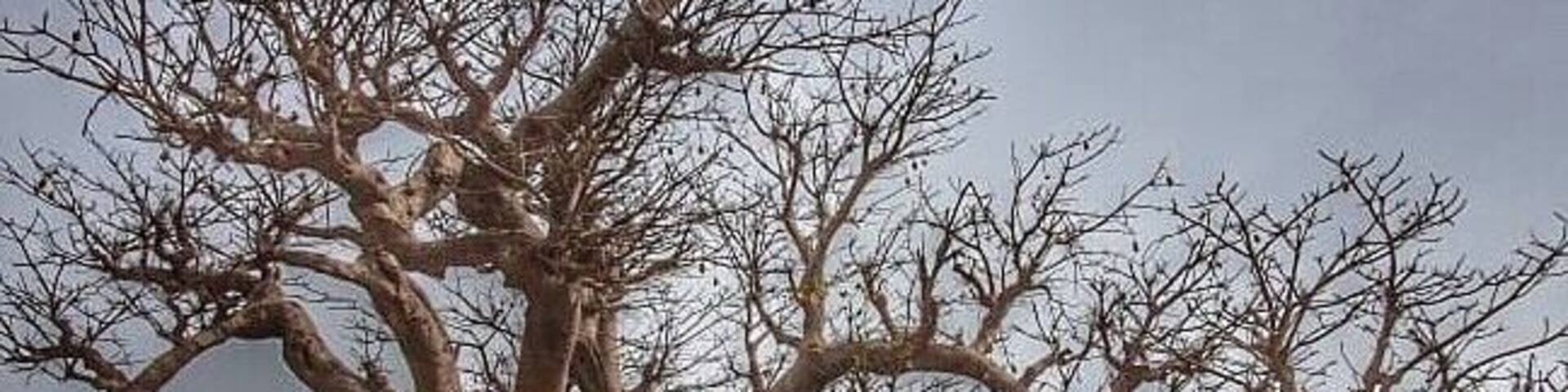 It has been a dream to see the Baobab trees of Madagascar. While these in Senegal are not as grand or tall, still felt a flurry in my heart seeing, touching and exploring an actual Baobab 🥰
The cavities within the tree trunks of old baobabs are as large as rooms and people use them as shrines, altars, and tombs as well as roadside kiosks and workshops. Due to their size and longevity (a Baobab is at least a few thousand years), baobabs are important landmarks in Senegal’s dry savanna plain. In ancient times these giant trees were even used as a border marking between states. #baobab #senegal