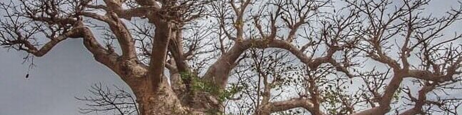 It has been a dream to see the Baobab trees of Madagascar. While these in Senegal are not as grand or tall, still felt a flurry in my heart seeing, touching and exploring an actual Baobab 🥰
The cavities within the tree trunks of old baobabs are as large as rooms and people use them as shrines, altars, and tombs as well as roadside kiosks and workshops. Due to their size and longevity (a Baobab is at least a few thousand years), baobabs are important landmarks in Senegal’s dry savanna plain. In ancient times these giant trees were even used as a border marking between states. #baobab #senegal