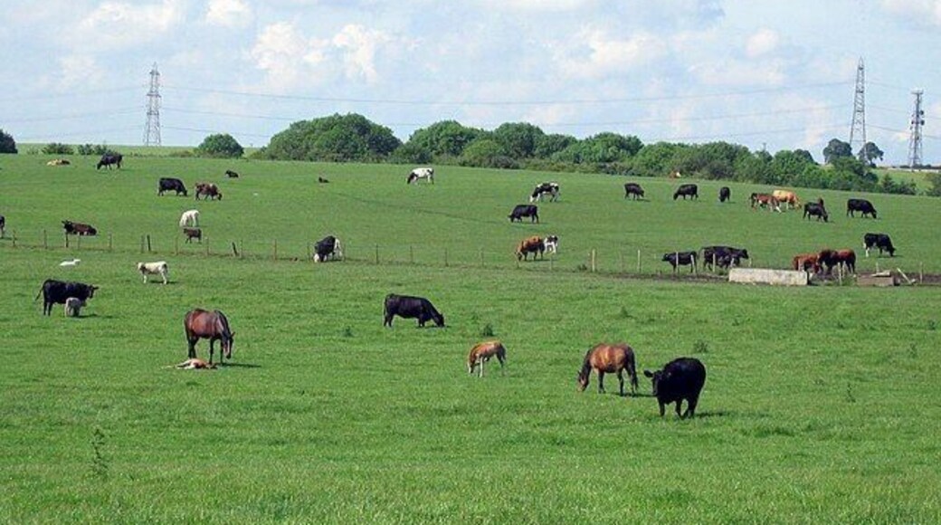 Pastures at Southern Law Farm