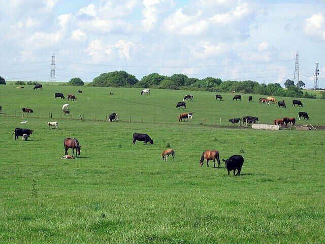 A green field with cows grazing, a fence, and power lines in the background.