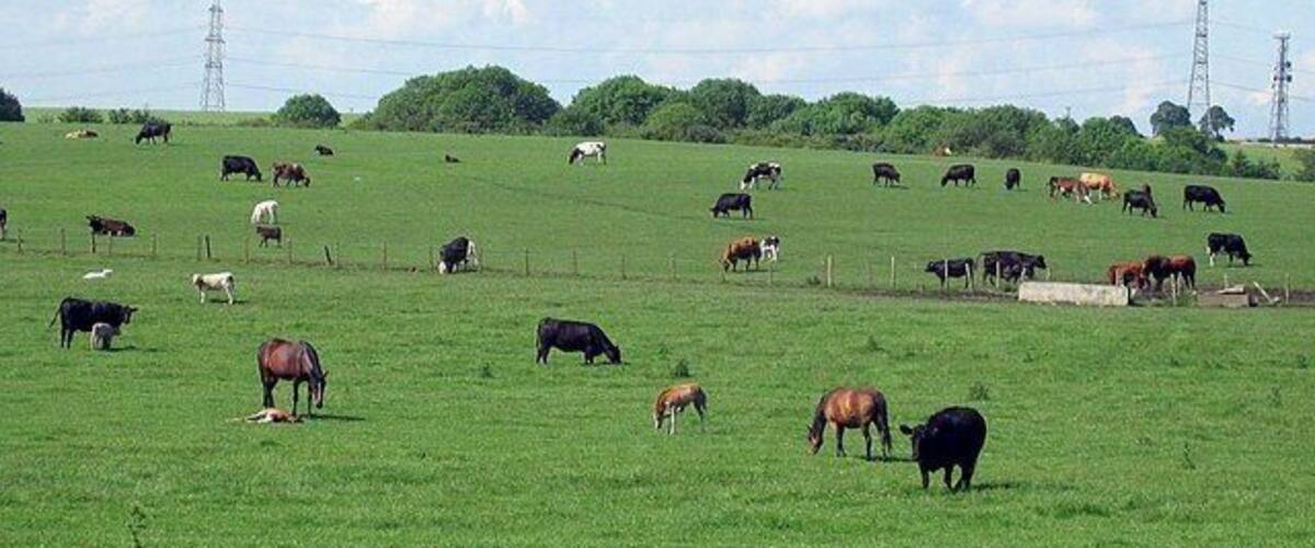 A green field with cows grazing, a fence, and power lines in the background.