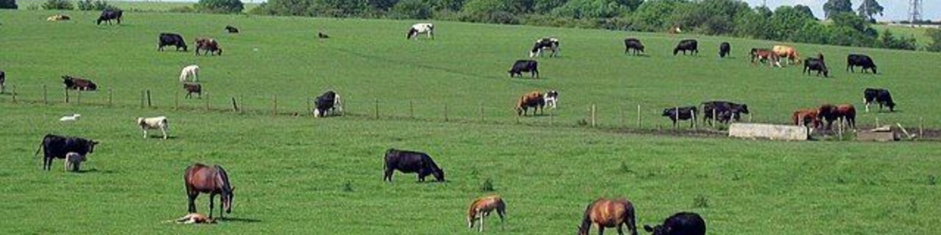 A green field with cows grazing, a fence, and power lines in the background.