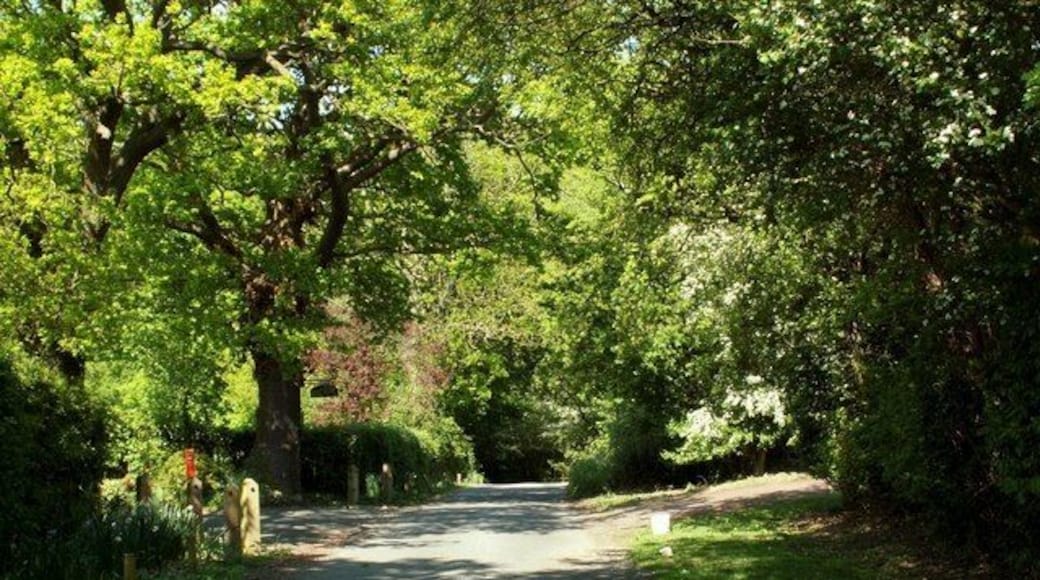 Part of Mope Lane in Wickham Bishops Mope Wood is a little further along this road.