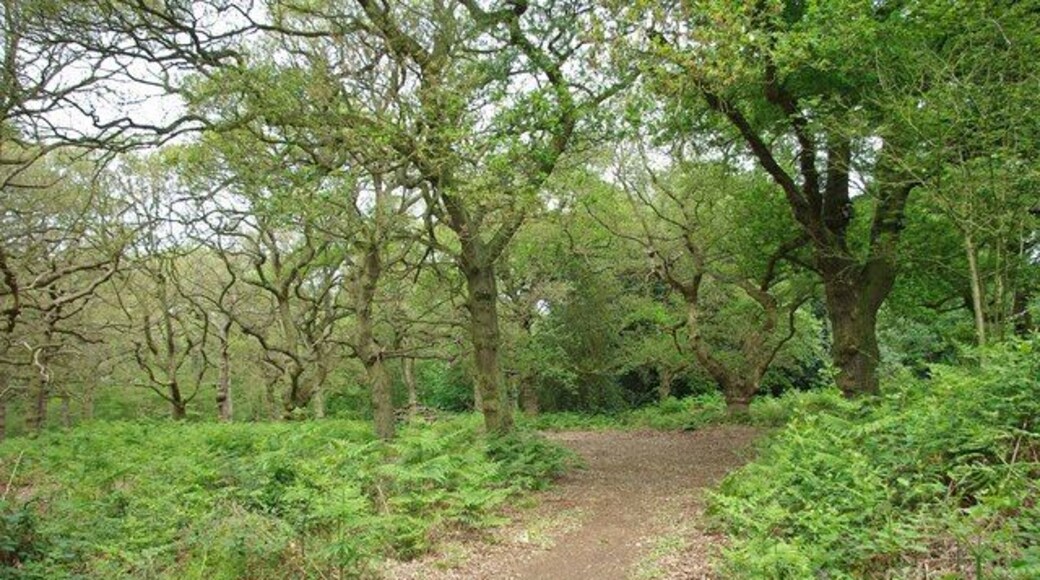 Twisted Oaks. These old oak pollards are in 1324955 an Essex Wildlife Nature Reserve consisting of 23 Acres of ancient woodland managed by the Trust and arable farmland worked by a tenant farmer. To learn more about the reserve see http://www.essexwt.org.uk/visitor_centres__nature_reserves/shut_heath_wood_nature_reserve/