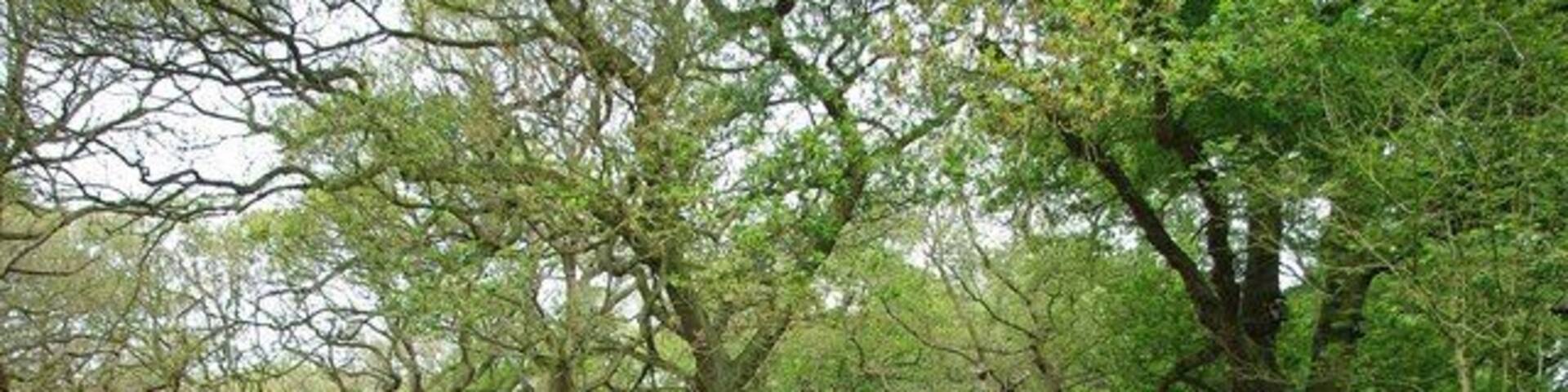 Twisted Oaks. These old oak pollards are in 1324955 an Essex Wildlife Nature Reserve consisting of 23 Acres of ancient woodland managed by the Trust and arable farmland worked by a tenant farmer. To learn more about the reserve see http://www.essexwt.org.uk/visitor_centres__nature_reserves/shut_heath_wood_nature_reserve/