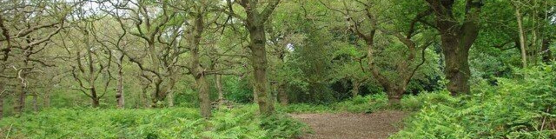 Twisted Oaks. These old oak pollards are in 1324955 an Essex Wildlife Nature Reserve consisting of 23 Acres of ancient woodland managed by the Trust and arable farmland worked by a tenant farmer. To learn more about the reserve see http://www.essexwt.org.uk/visitor_centres__nature_reserves/shut_heath_wood_nature_reserve/