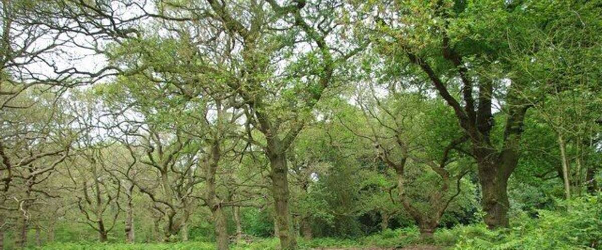 A forested path surrounded by trees and undergrowth.