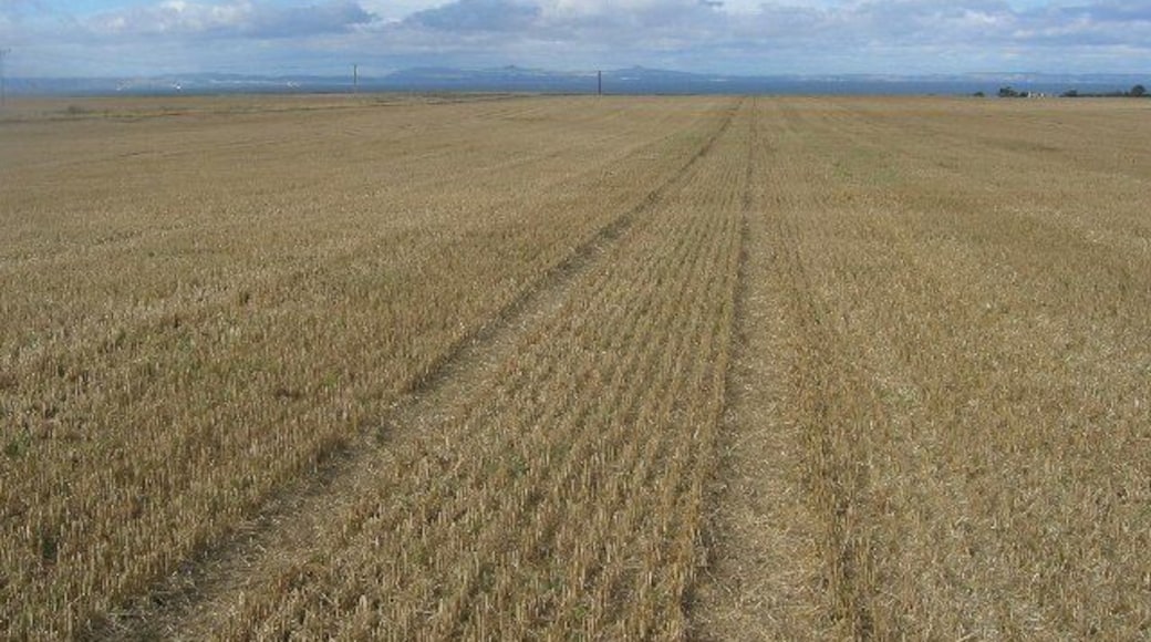 Big field. NT4273 has two features, it's almost entirely hedgeless arable land and is crossed by the new A1. This dual carriageway is a sort of motorway lite and stopping is not permitted so it appears to be a hard square to visit. The former yellow road from Kingslaw does still exist in a useable form although it is locked. After the harvest it's possible to cross the field to enjoy the big sky and view to Fife. This was once a very big opencast coal mine, now back-filled to make productive farmland. There are plans for a new town here.