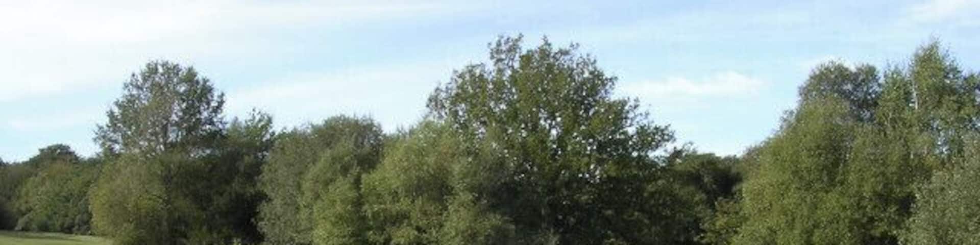 A grassy field with scattered trees and bushes.