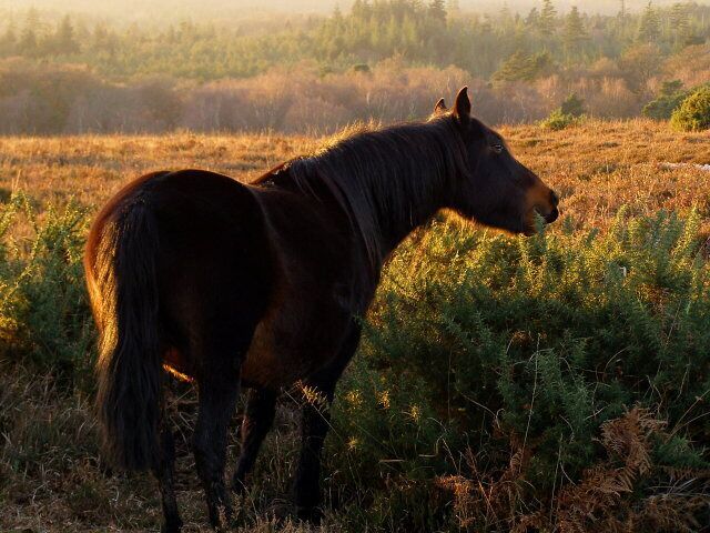 A horse standing in a field with dense vegetation and trees in the background.