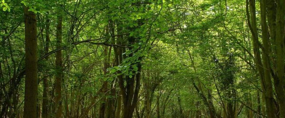 Blackthorn Copse Looking over the gate from Coalmeer Lawn into Blackthorn Copse. Coalmeer Gutter is off to the right, meandering its way through the copse.