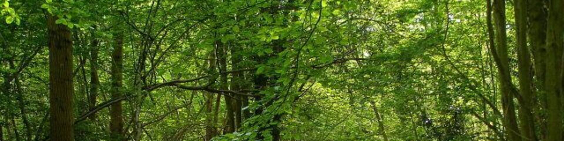 Blackthorn Copse Looking over the gate from Coalmeer Lawn into Blackthorn Copse. Coalmeer Gutter is off to the right, meandering its way through the copse.