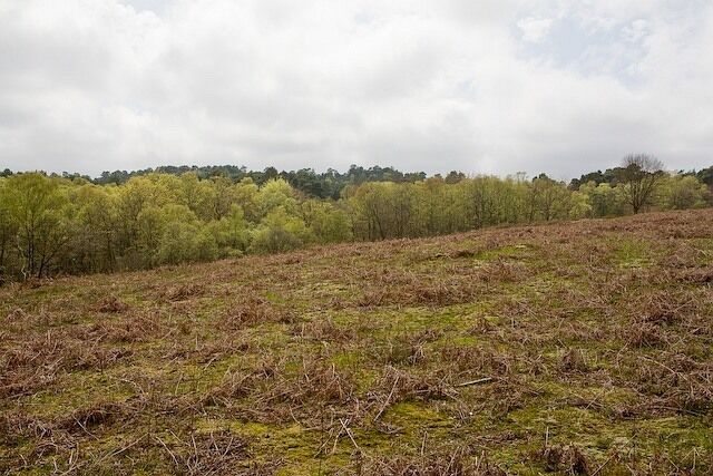 Clearing in private woodland at The Grove Seen from the NW edge of a rectangle of access woodland within the private area.