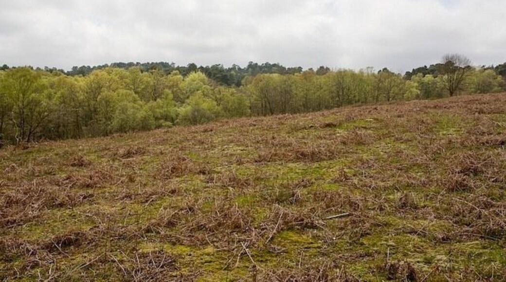 Clearing in private woodland at The Grove Seen from the NW edge of a rectangle of access woodland within the private area.