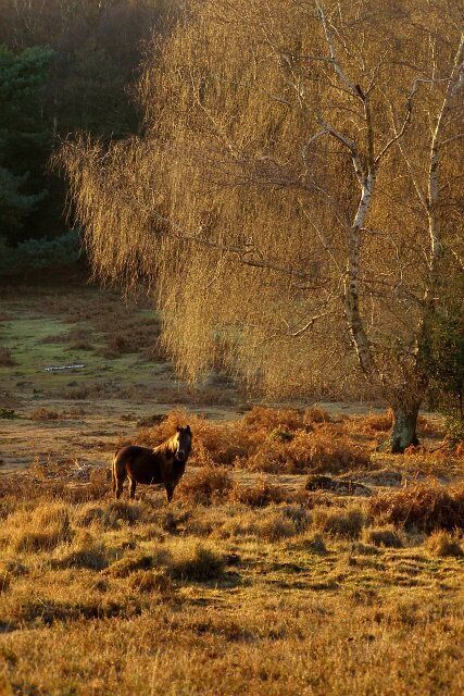 A horse grazing near a tree in a grassy field.