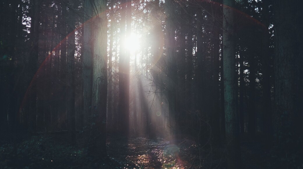 New Forest National Park, Lyndhurst, United Kingdom