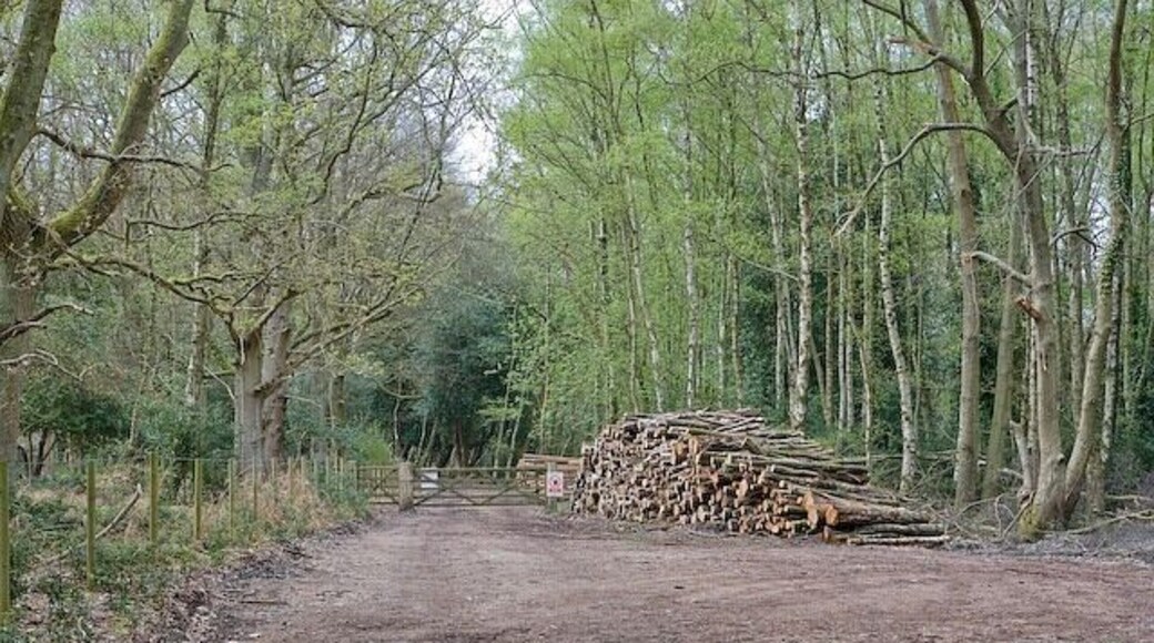 Western corner of access woodland at The Grove