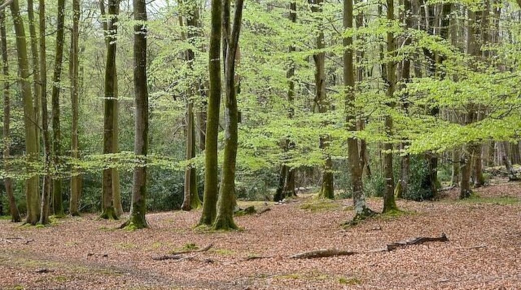 Beech woodland south of Minstead House With new Spring leaves. Seen from footpath.