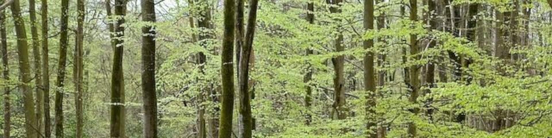 Beech woodland south of Minstead House With new Spring leaves. Seen from footpath.