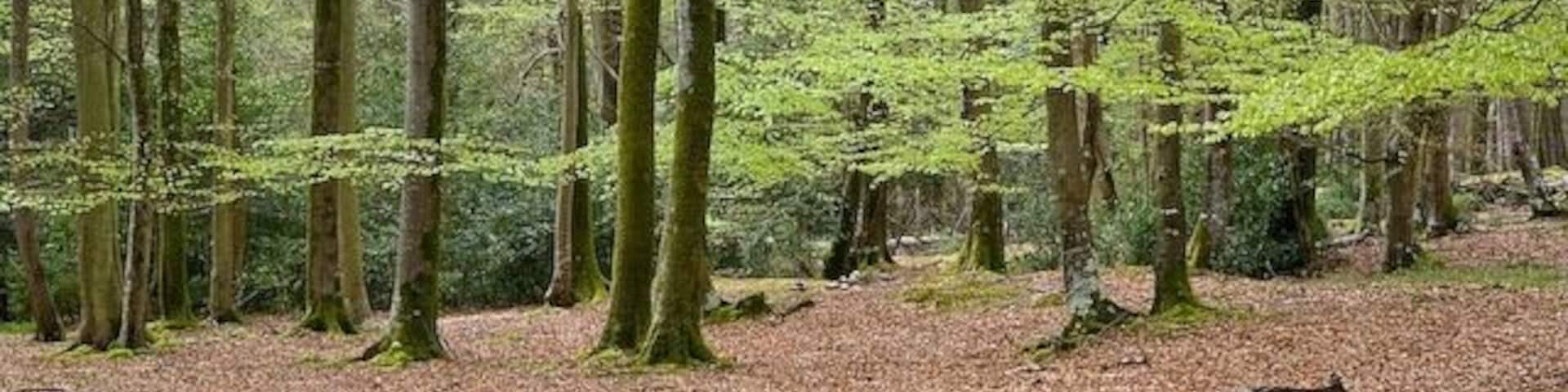 Beech woodland south of Minstead House With new Spring leaves. Seen from footpath.