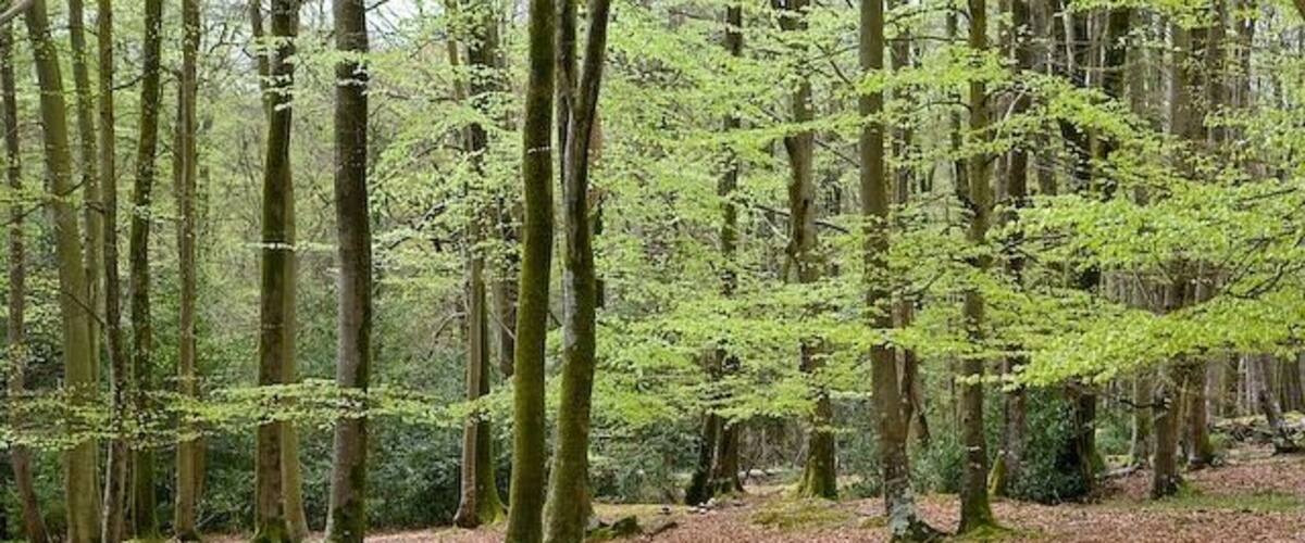 A forest with tall trees and a ground covered in fallen leaves.