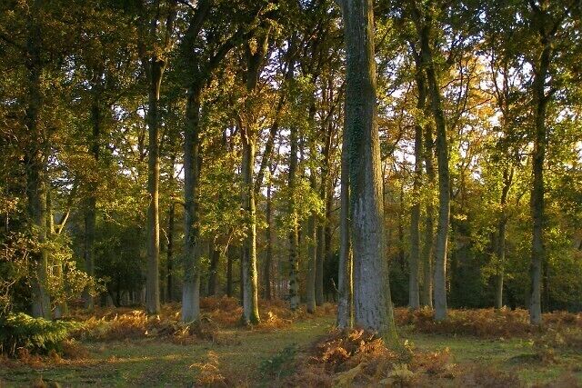 A forest with tall trees and a path.