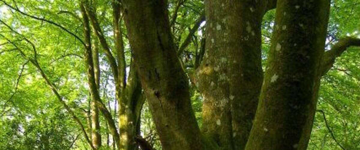 Ein großer Baum mit moosbewachsenen Wurzeln im Wald.