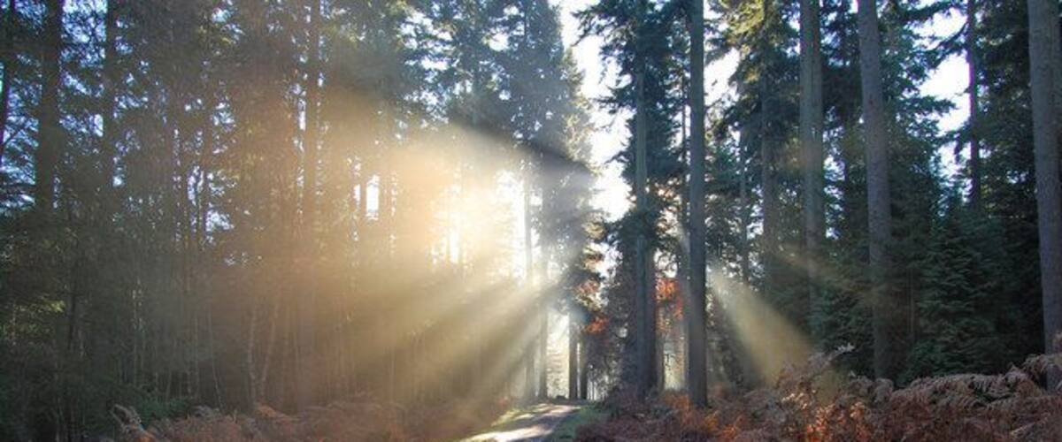 In the tall trees, Holidays Hill Inclosure, New Forest National Park