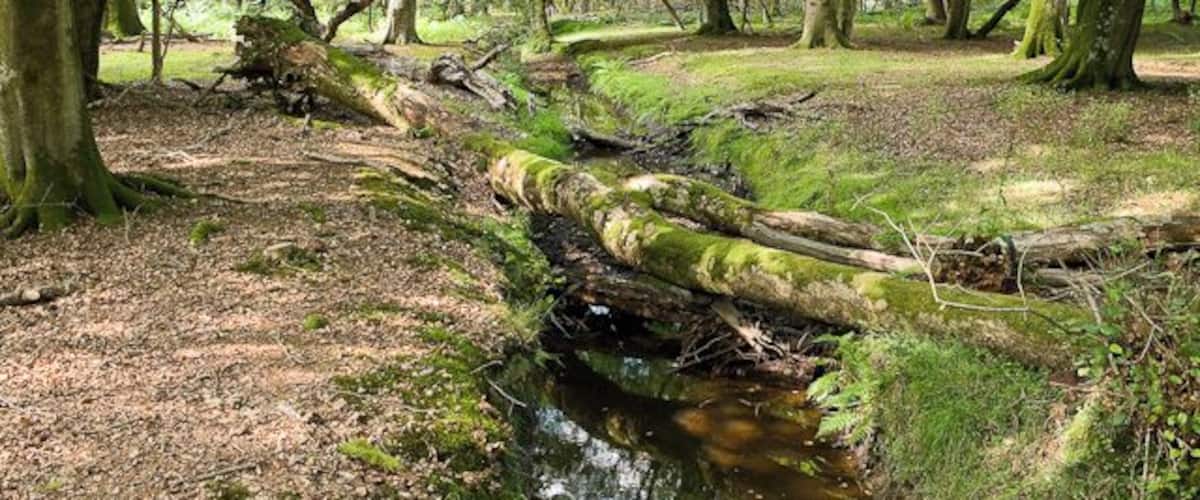 Warwickslade Cutting: Knightwood (more accurate coordinates to be confirmed)