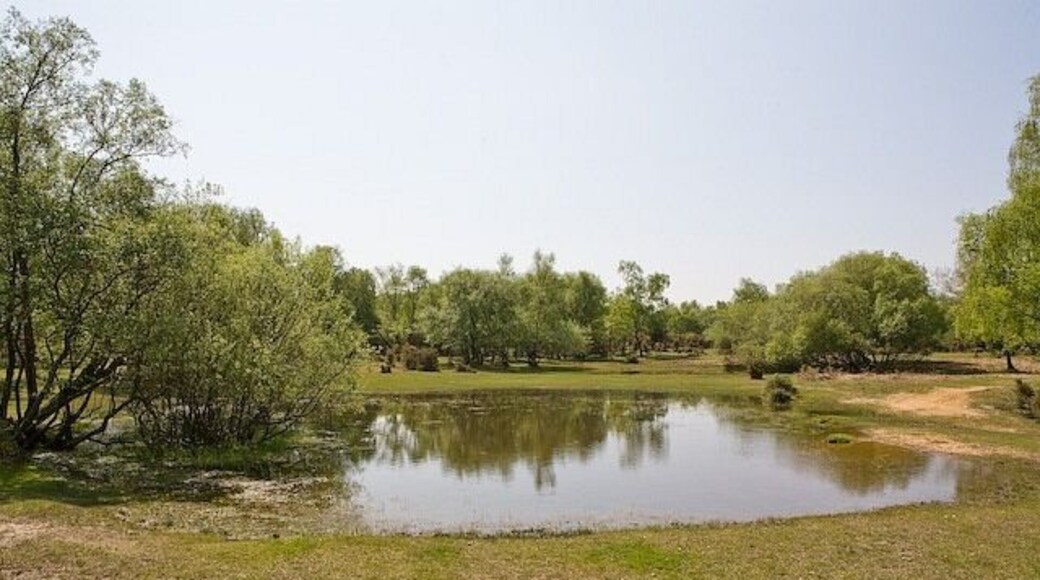 Pond south of Stricknage Wood, New Forest This is not Stanlidge Pond which is 0.5 Km west of here. A blue line runs through the middle of this pond, and there is a second, smaller, pond beyond it.