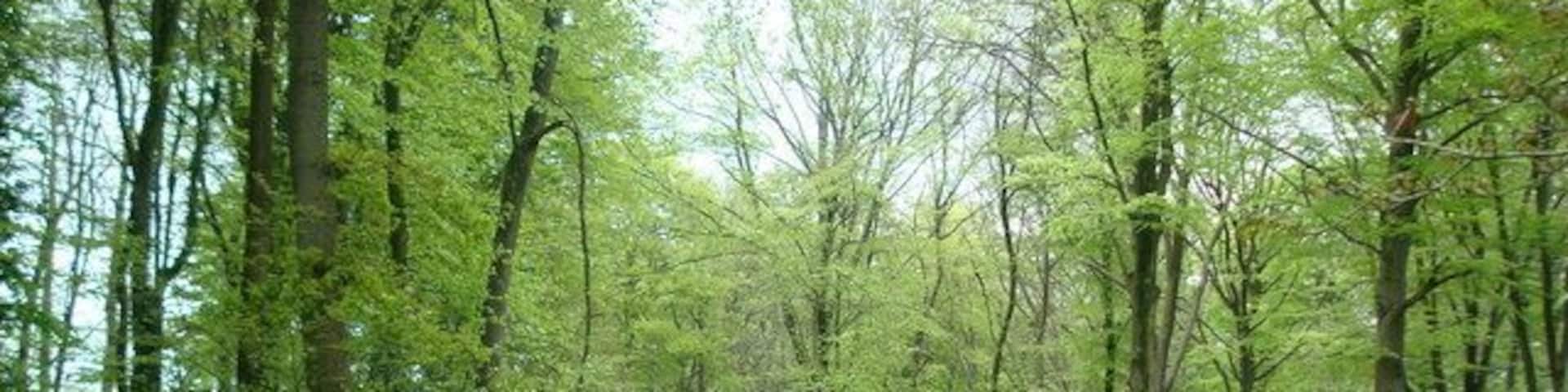 Track to Leominstead Pond