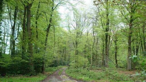 Track to Leominstead Pond