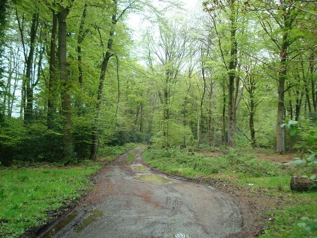 A muddy forest road surrounded by tall trees.