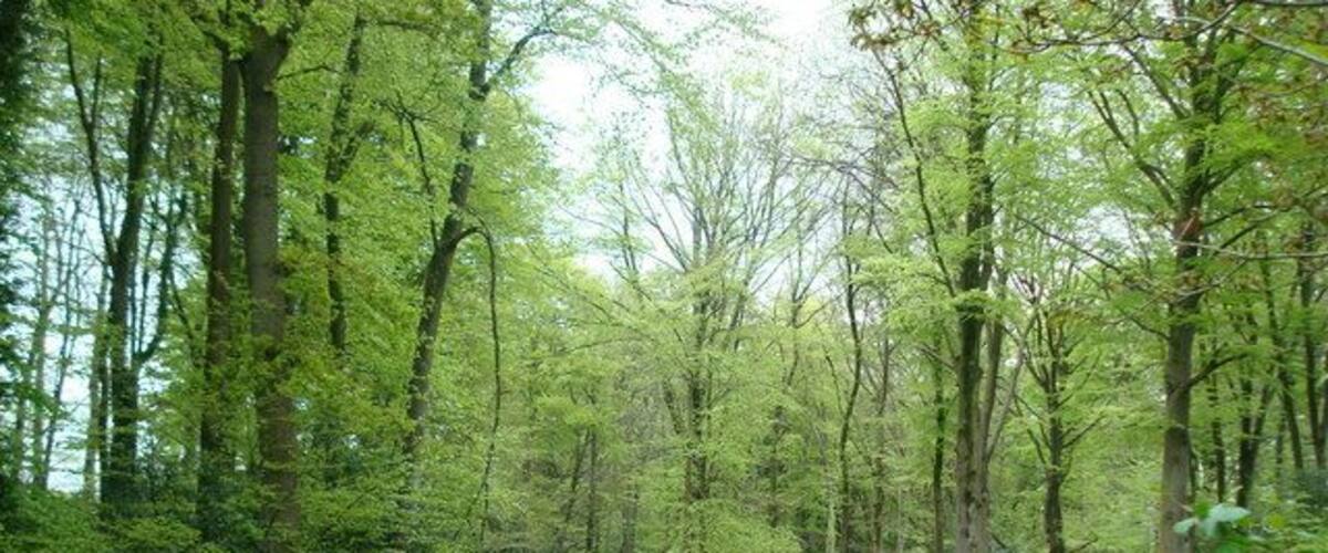 A muddy forest road surrounded by tall trees.