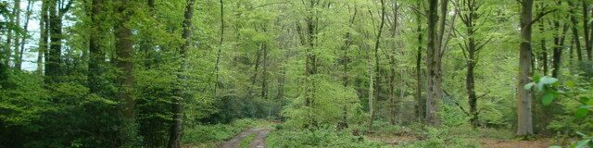 A muddy forest road surrounded by tall trees.