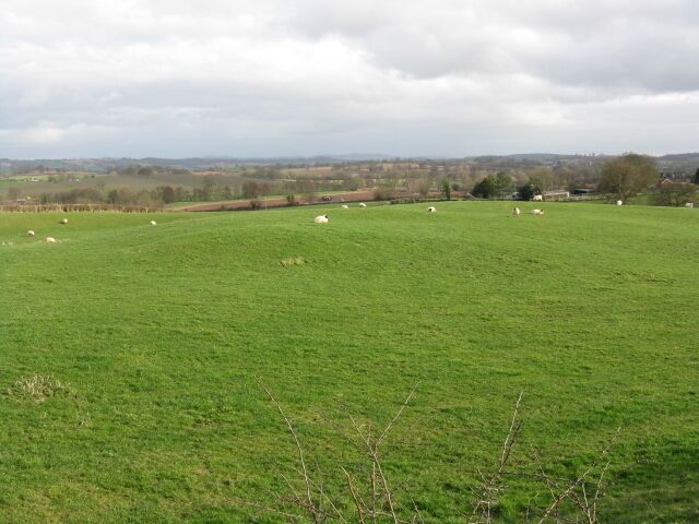 Sheep Grazing Near Panks Bridge